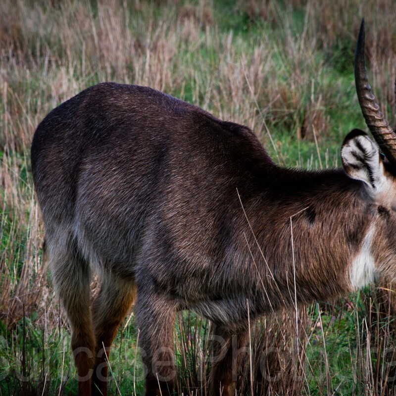 Nyala, Monarto Safari Resort, South Australia