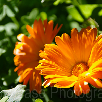 Daisy