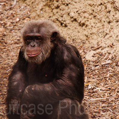 Chimpanze, Monarto Zoo, Adelaide, Australia