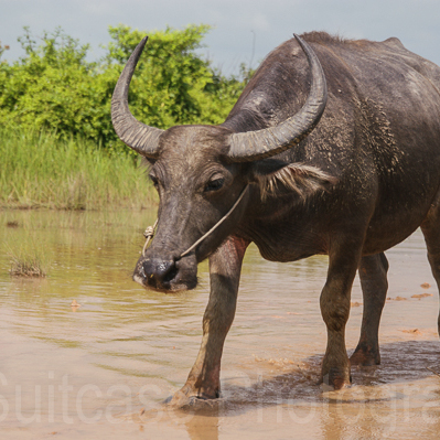 Buffalo, Cambodia