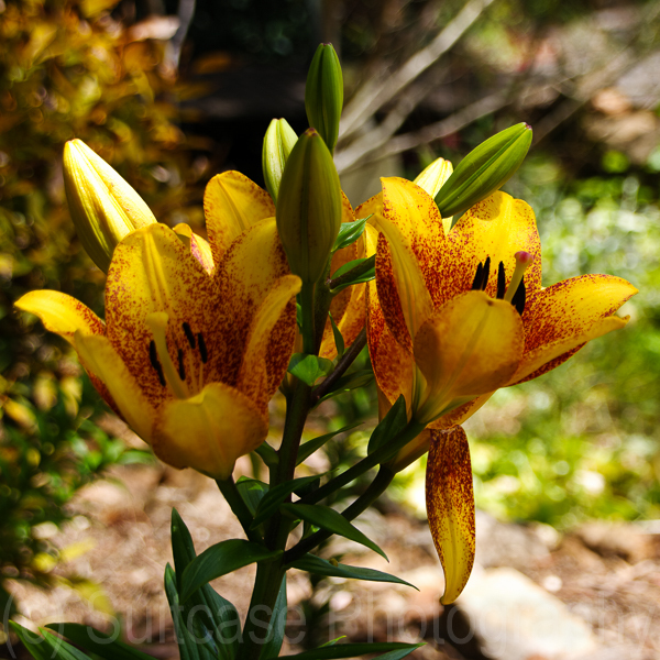 Lillium